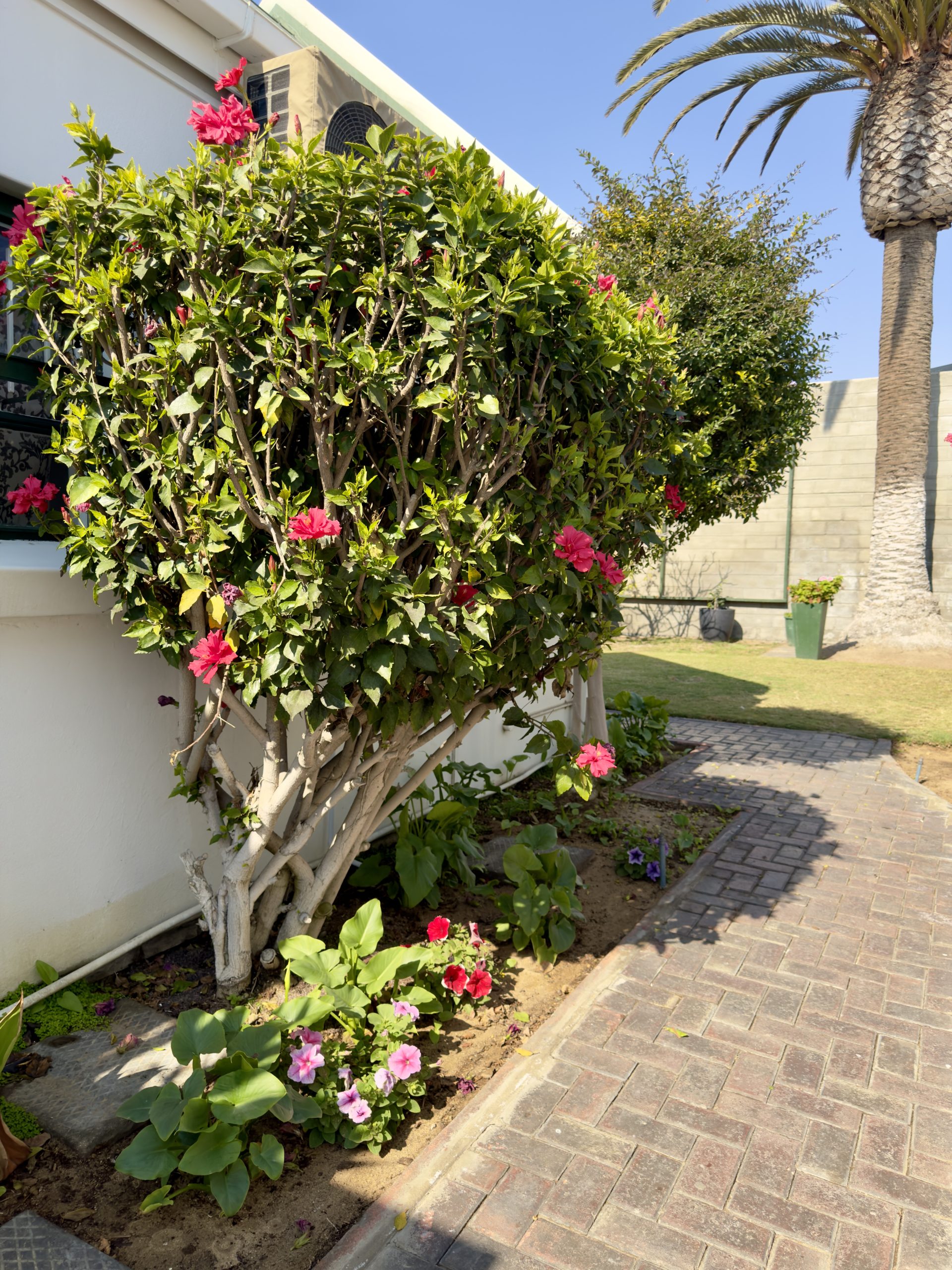 Flowering shrub beside the paved walkway at The Langholm Hotel